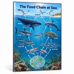 The Food Chain at Sea